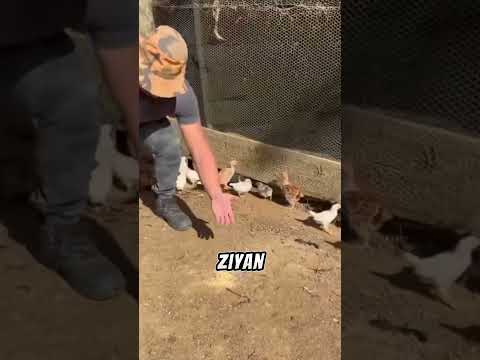 Çinli Çiftçinin Şaşırtan Tavuk Yemi Buluşu 🐔