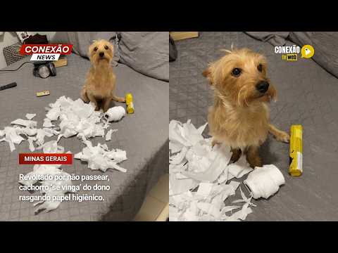 Vídeo: Revoltado por não passear, cachorro ‘se vinga’ do dono rasgando papel higiênico.