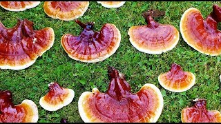 Reishi Mushroom aka Hemlock Varnish Cap Ganoderma tsugae How to Identify Harvest & Cook