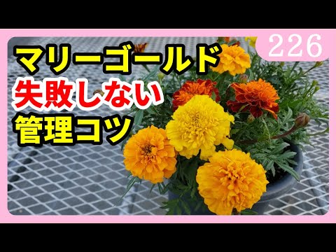 園芸 フレンチマリーゴールド