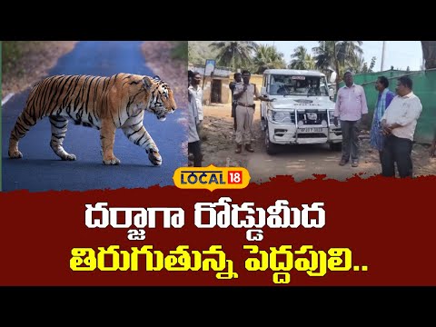 Tiger Spotted Roaming on the Road | దర్జాగా రోడ్డుమీద తిరుగుతున్న పెద్దపులి | #local18V