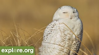 Arctic Snowy Owl - Nesting Cam powered by EXPLORE.org