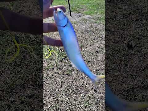 INCREÍBLE PESCA DE SARDINAS EN MONTE VERA SANTA FE