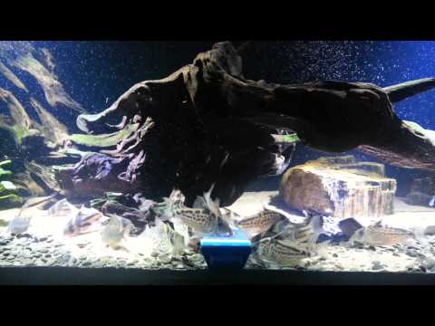 Corydoras tank 鼠魚之家……露意沙、二線、烟圈