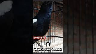 Download lagu Burung Murai Robin Hitam Bernyanyi | Kacer Gacor mp3
