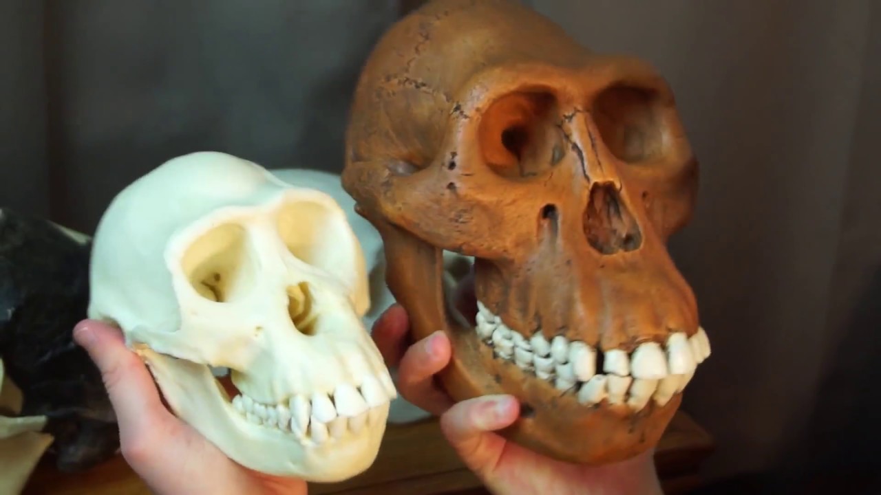 Lucy the Australopithecus Afarensis - IAC Training Video