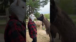 Un mignon lama réagit à une femme portant un masque de lama