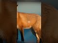 Hi Guys Thx For Getting Me To 21 Subs ️ Fox Loveyourself Therian Beyourself Wolf Furry