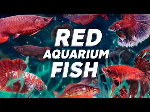 The BEST RED AQUARIUM FISH RHYMES? Top 7 Red Aquarium Fish