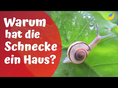 Warum hat die Schnecke ein Haus?🐌 | Die kuriosesten Kinderfragen