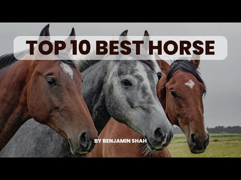 Top 5 and 10 Popular Horse Breeds in the World |Unseen Wonders|#Horses ,#TopHorses,#HorsesBreeds,