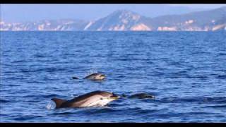 preview picture of video 'Delfine Italien Elba Portoferraio Marciana Marina Mittelmeer'