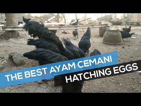The Best Ayam Cemani Chickens Ayam Cemani Hatching Eggs