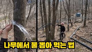 나무에서 물 나오게 하는 법 (feat_고로쇠물 조리면 메이플 시럽됨 ㄷㄷ)