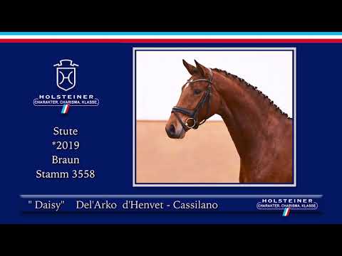 3. Holsteiner Winter-Chance 2021 | Nr. 19 Daisy