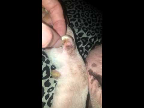 Bull Terrier with an ingrown Dew Claw