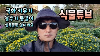 식물아빠가 국화물주기 및 관리법 알려드릴께요~ 무료 교육 받으세요~ #양재꽃시장 #식물튜브 #plant tu…