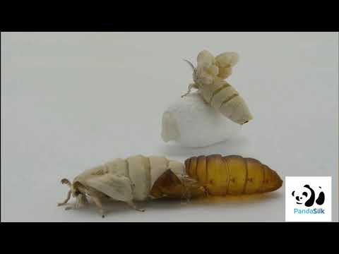 Life Cycle of a Silkworm - PandaSilk.com