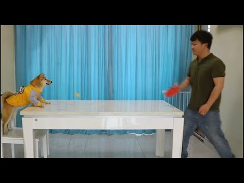 YouTube video about: What do you give a dog that loves computers?