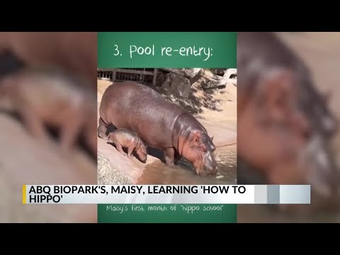 Maisy the hippo growing fast at BioPark - YouTube