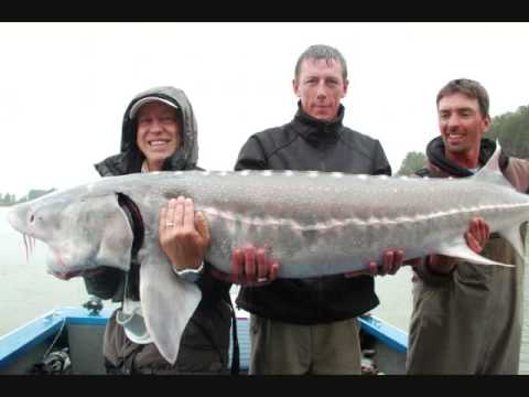 450 lb Monster fish of the west coast