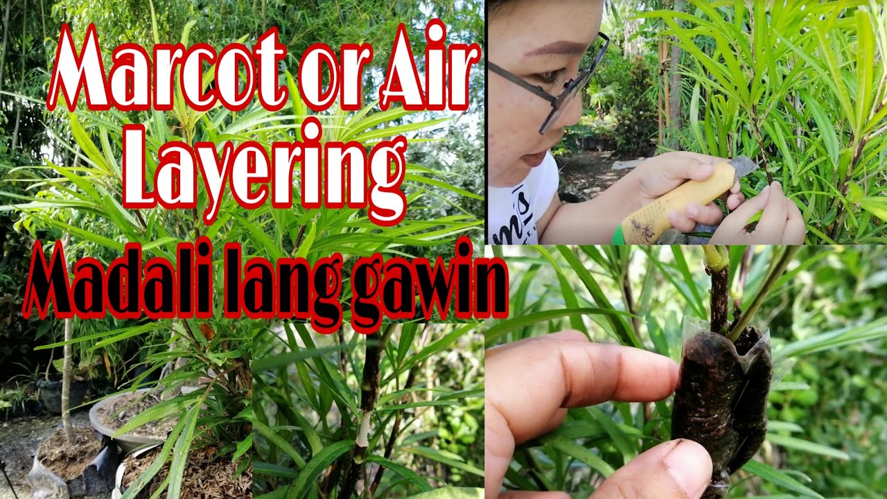 PAANO MAG MARCOT |AIR LAYERING|MABILIS NA PAG PAPA-UGAT NG HALAMAN |PAANO MAGPARAMI NG HALAMAN