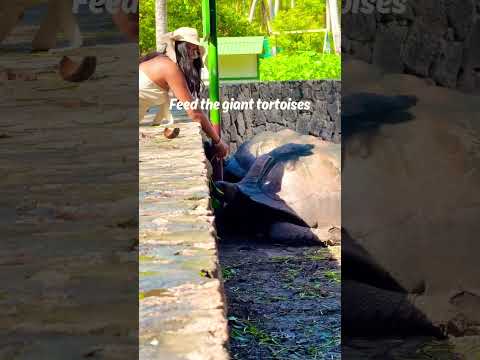 A mystic guide to the top 10 experiences on your voyage to the enchanting Seychelles. #honeymoon