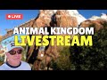 Live Stream Disney S Animal Kingdom Get WILD Today