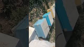 Bee keeping is about queen and her soldiers #bumbleebee #bumblebeedance #beehive #letmebee1 #beef