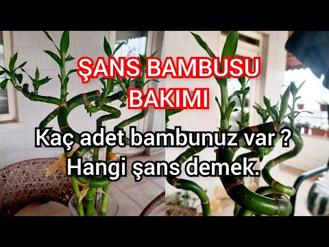 BAMBOO CARE AND HOW IT BRINGS LUCK.