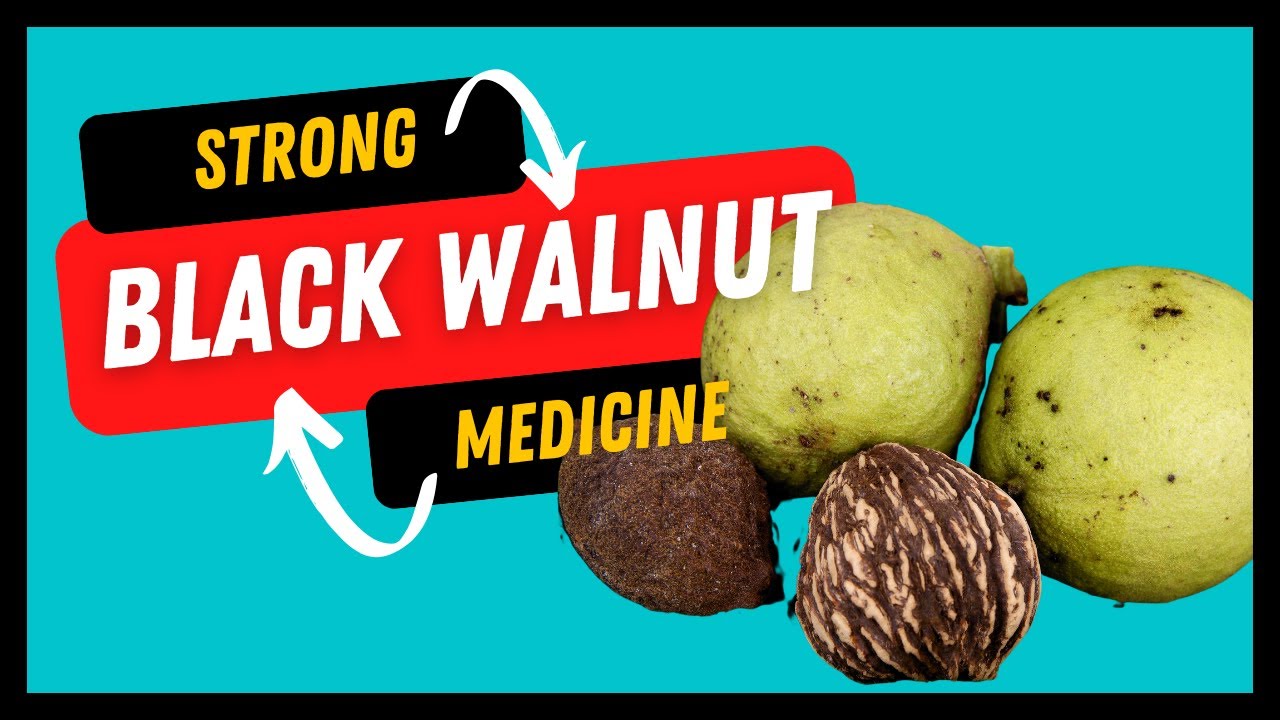 Black Walnut Health Benefits Revealed | Herb of the Month
