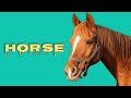 Horse Sounds Horse Neighing