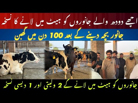 Best heat formula for cow I Janwar me heat me lany ka desi formula I G6G protocol and double ovsynch