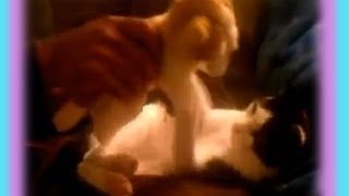 Cat hugs stuffed animal