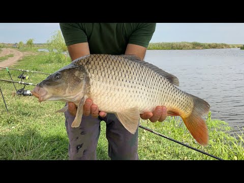 O partidă pe balta Gagu II