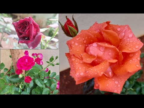 #differenttypesofroses                    beautiful & colourful rose flowers,rose flowers collection