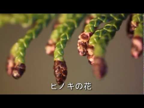 夏ヒノキ 植物