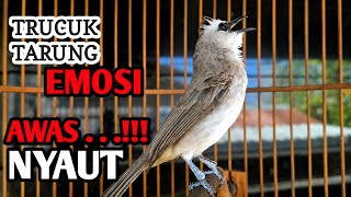 Download lagu trucukan gacor TARUNG ROPEL PANJANG pancingan trucukan agar bunyi jadikan burung trucuk gacor NYAUT mp3