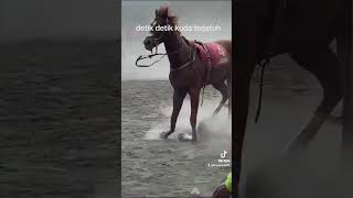 Download lagu kuda terjatuh mengalami patah kaki #shortyoutube #kuda #pacuankudategalwaton #derbyjateng2024 mp3 Download lagu kuda terjatuh mengalami patah kaki #shortyoutube #kuda #pacuankudategalwaton #derbyjateng2024 mp3