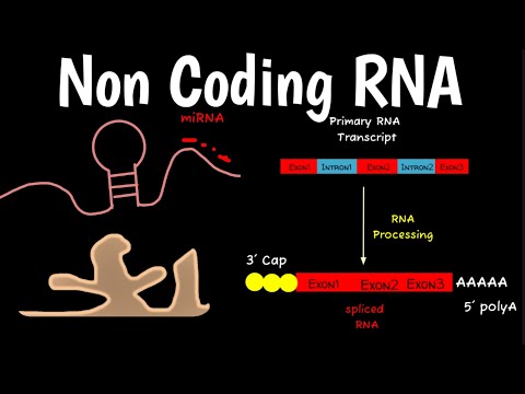 Non Coding RNA | ncRNA | All Types Of Non Coding RNAs |