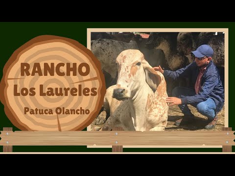 RANCHO LOS LAURELES, PATUCA, OLANCHO