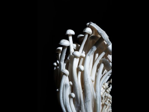 MAGIC MUSHROOM TEA: THINGS TO CONSIDER