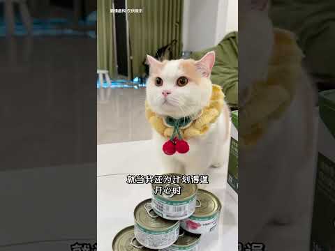 【菠蘿包的日常】這貓是不是有點太過聰明了…… #cutecats #萌寵 #喵哥是萌新
