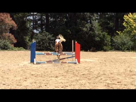 Noble Dancer Show Jumping