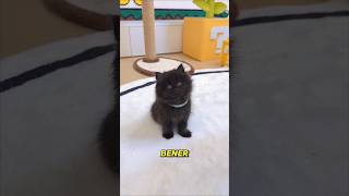 Download lagu Got a cute cat from my bestie #shorts #shortvideo mp3