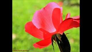 Mary Chapin Carpenter - "Something of a Dreamer"