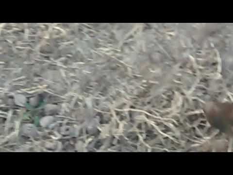 Perrito amigable galgo puro