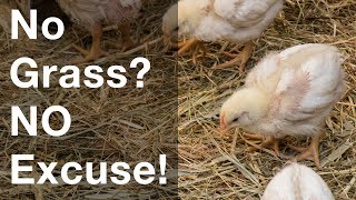 No Grass? No Excuse! Take care of your chickens