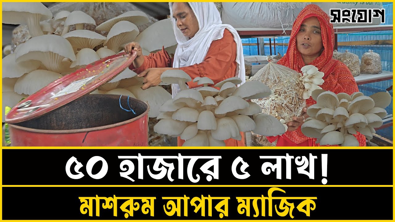 ব্যাঙের ছাতা থেকে ‘মাশরুম আপা’: এক সফলতার রূপকথা