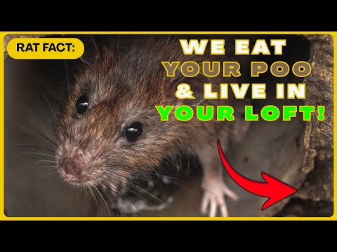 Rats Eat Your Poo in the Sewer then Live In Your Attic & Walls!